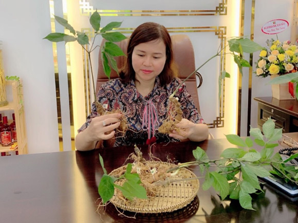 Hình ảnh Sâm Ngọc Linh