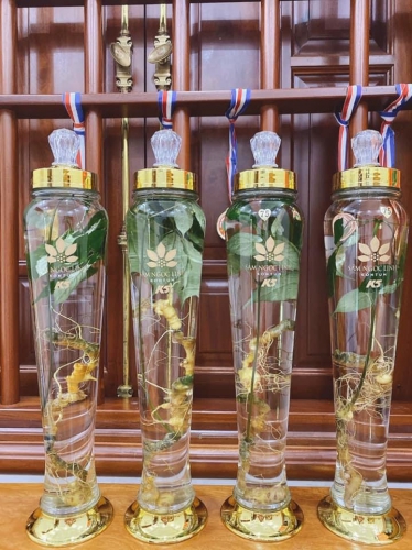 Sâm Ngọc Linh Ngâm Rượu