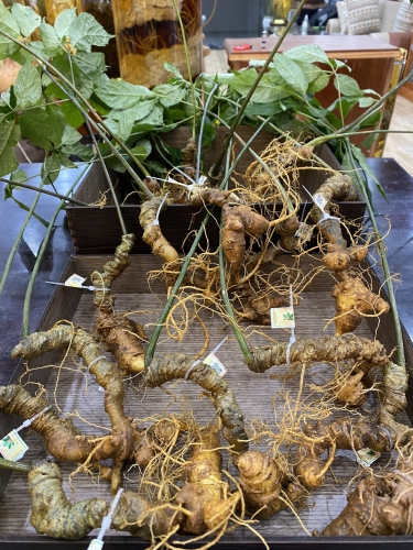 Sâm Ngọc Linh Củ Tươi
