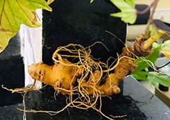 Vì sao sâm Ngọc Linh quý?